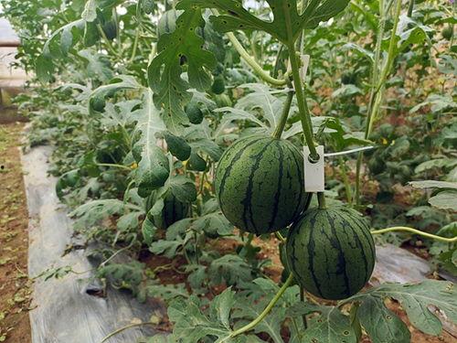 五一免费吃瓜网,免费吃瓜盛宴来袭！