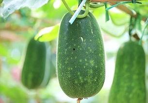 吃瓜网今日最热的瓜,今日最热瓜事件，真相令人震惊！