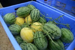 吃瓜群网红瓜,一场全民参与的娱乐盛宴