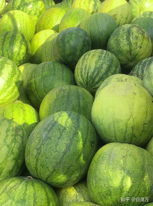 网红吃籽瓜,口感独特引热议！