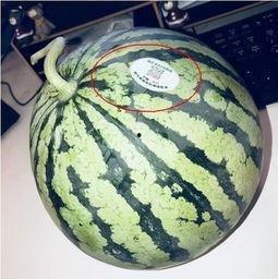 男变女的网红吃瓜,揭秘男变女背后的故事