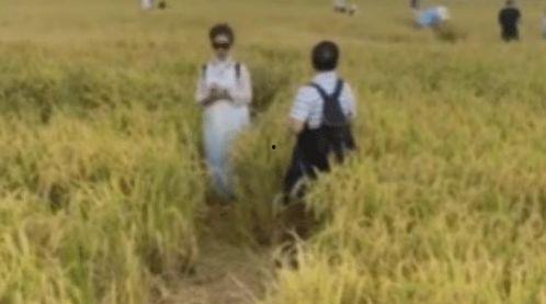 稻田网红吃瓜事件,一场网络狂欢背后的真相揭秘