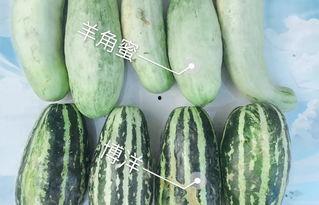 瓜瓜吃瓜网红
